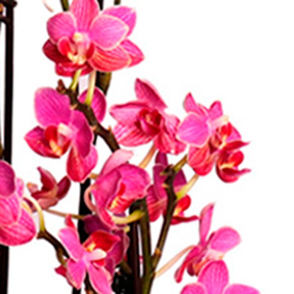 União das Belas Orquideas Brancas e Lilás