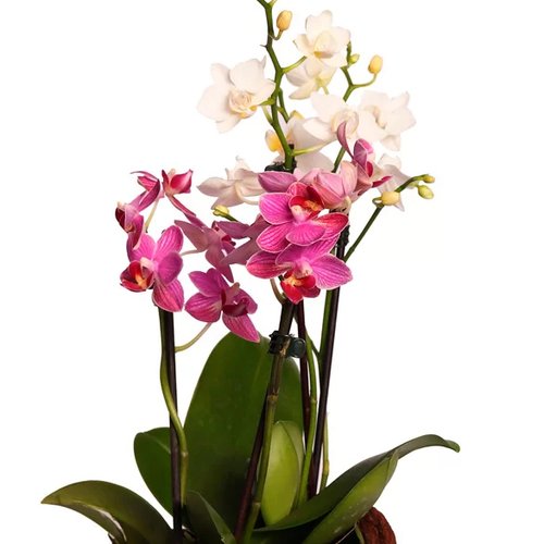 Linda Caixa de Orquídeas Raras Brancas e Lilás