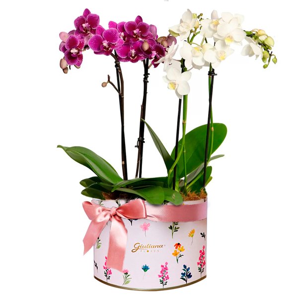 Maravilhosas Orquídeas Brancas e Lilás