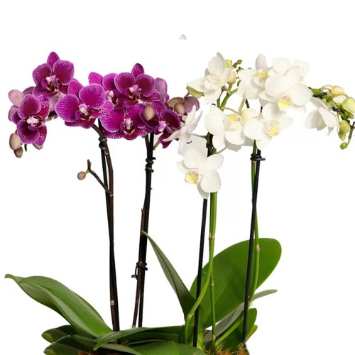 Maravilhosas Orquídeas Brancas e Lilás