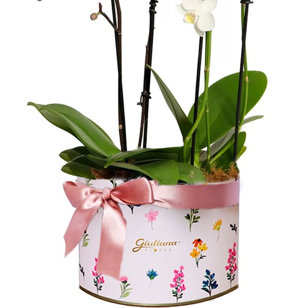Maravilhosas Orquídeas Brancas e Lilás