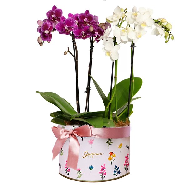 Maravilhosas Orquídeas Brancas e Lilás