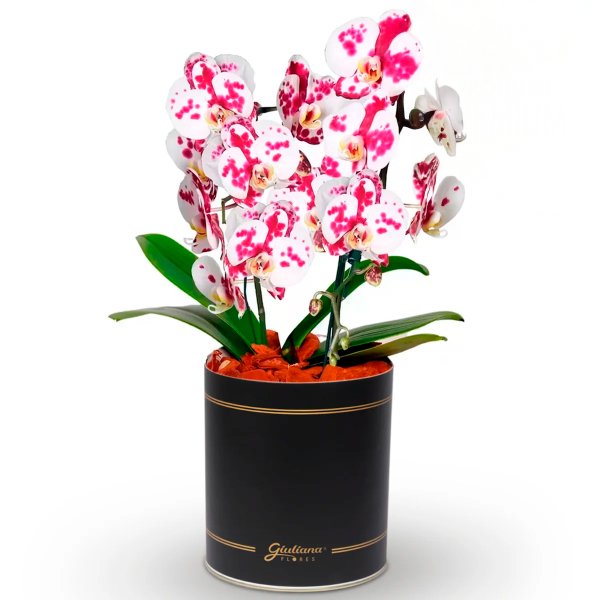 Esbelta Orquídea Mesclada com 2 Hastes
