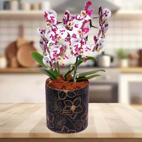 Esbelta Orquídea Mesclada com 2 Hastes