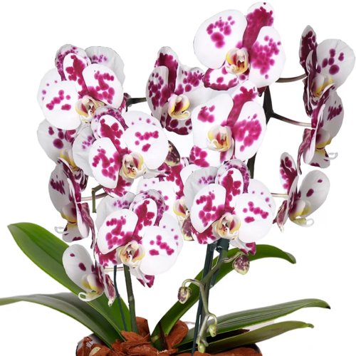 Esbelta Orquídea Mesclada com 2 Hastes