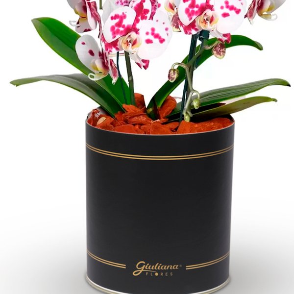 Esbelta Orquídea Mesclada com 2 Hastes