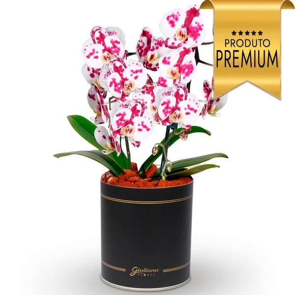 Esbelta Orquídea Mesclada com 2 Hastes