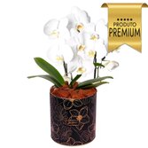 Primorosa Orquídea Branca com 2 Hastes