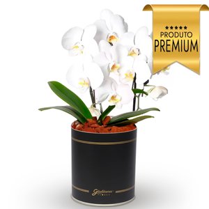 Imagem de Primorosa Orquídea Branca com 2 Hastes