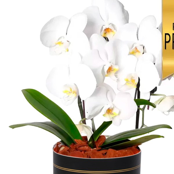 Primorosa Orquídea Branca com 2 Hastes