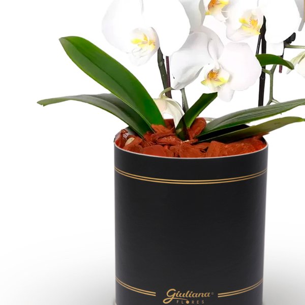 Primorosa Orquídea Branca com 2 Hastes