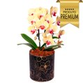 Impecável Orquídea Amarela com 2 Hastes