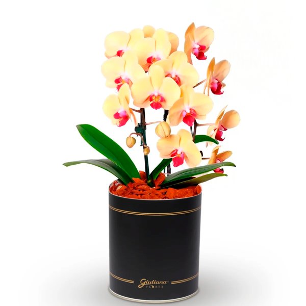 Impecável Orquídea Amarela com 2 Hastes