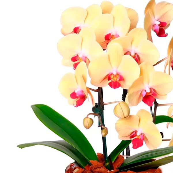 Impecável Orquídea Amarela com 2 Hastes