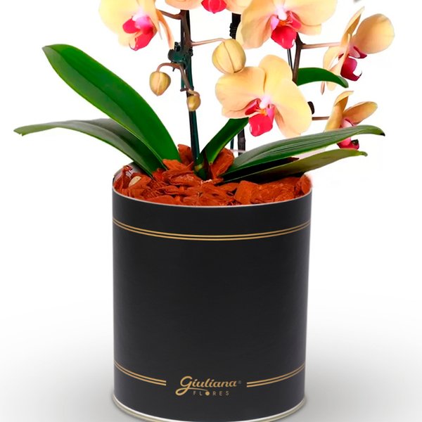 Impecável Orquídea Amarela com 2 Hastes