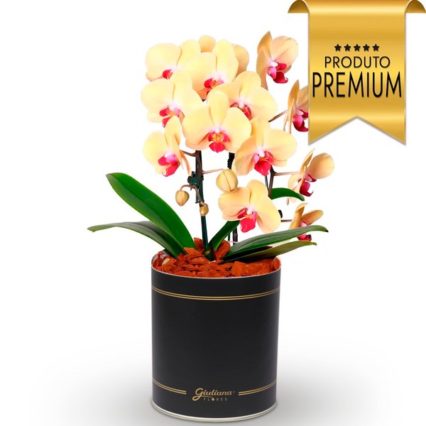 Impecável Orquídea Amarela com 2 Hastes