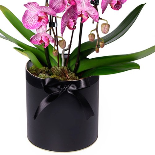Adorável Orquídea Pink com 2 Hastes