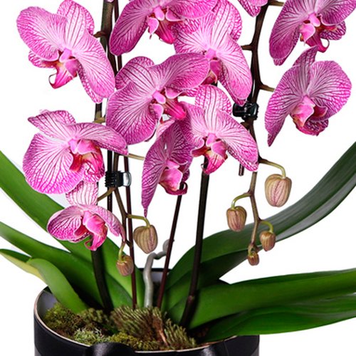 Adorável Orquídea Pink com 2 Hastes