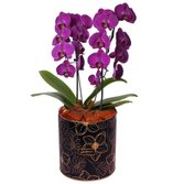 Encantável Orquídea Lilás com 2 Hastes
