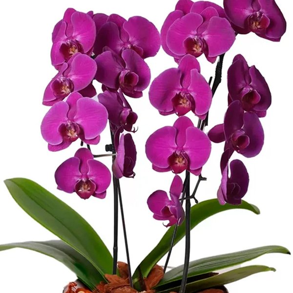 Encantável Orquídea Lilás com 2 Hastes