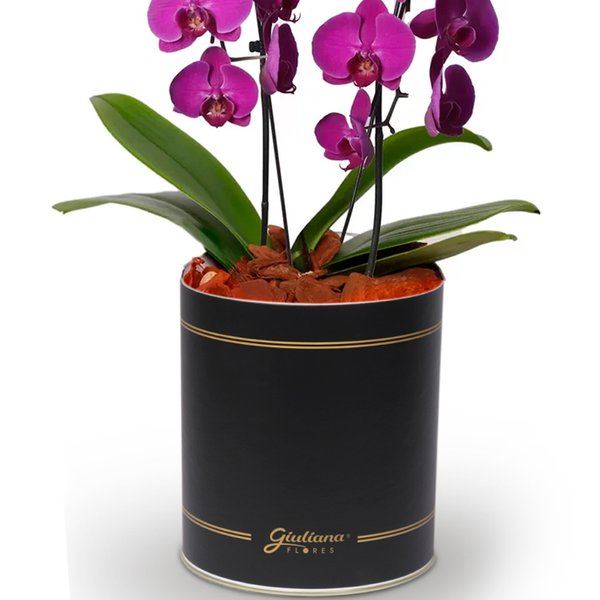 Encantável Orquídea Lilás com 2 Hastes