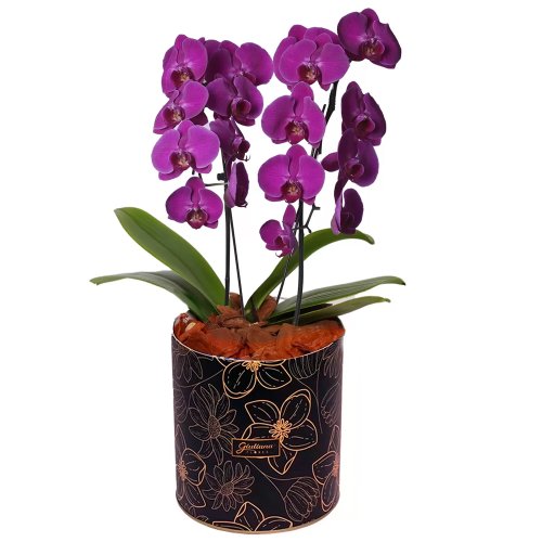 Encantável Orquídea Lilás com 2 Hastes