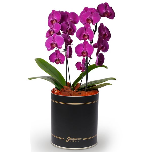 Encantável Orquídea Lilás com 2 Hastes
