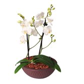 Requintada Orquídea Mini Rara Branca
