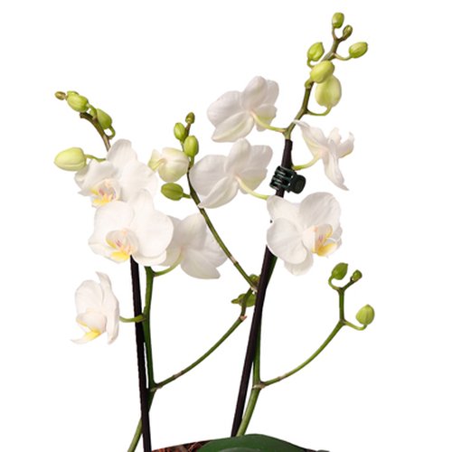 Requintada Orquídea Mini Rara Branca