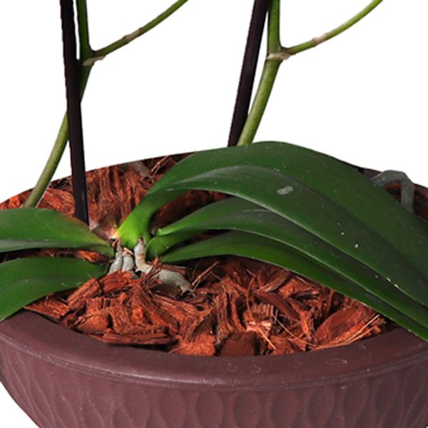 Requintada Orquídea Mini Rara Branca