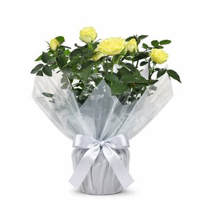 Imagem de Vaso de Mini Rosa Amarela Plantada