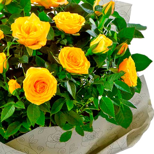 Vaso de Mini Rosa Amarela Plantada