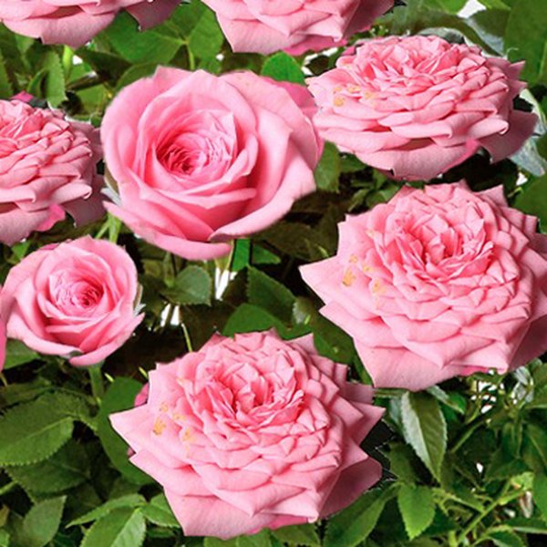 Vaso de Mini Rosa Cor de Rosa Plantada