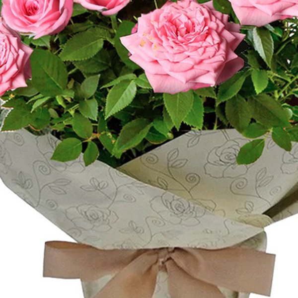 Vaso de Mini Rosa Cor de Rosa Plantada