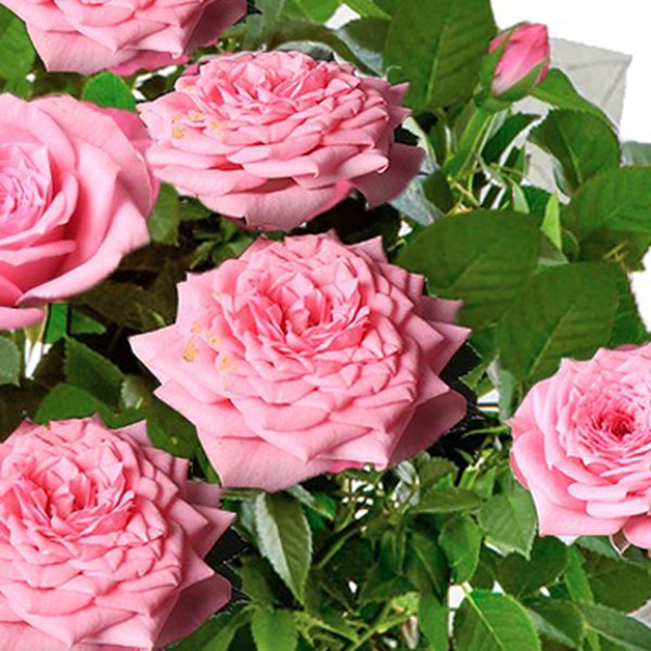 Vaso de Mini Rosa Cor de Rosa Plantada