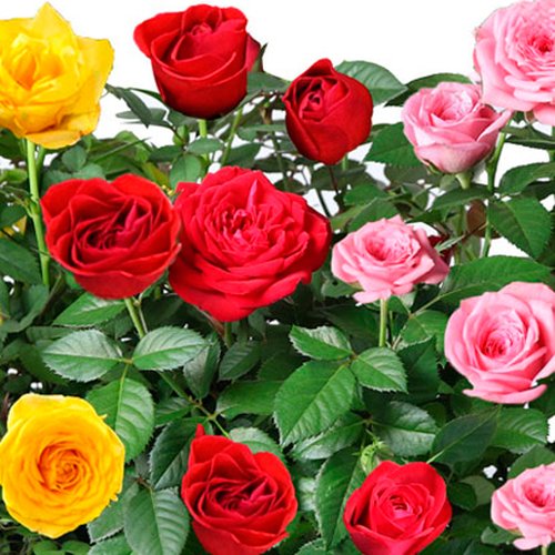 Trio Encanto de Mini Rosas Plantadas