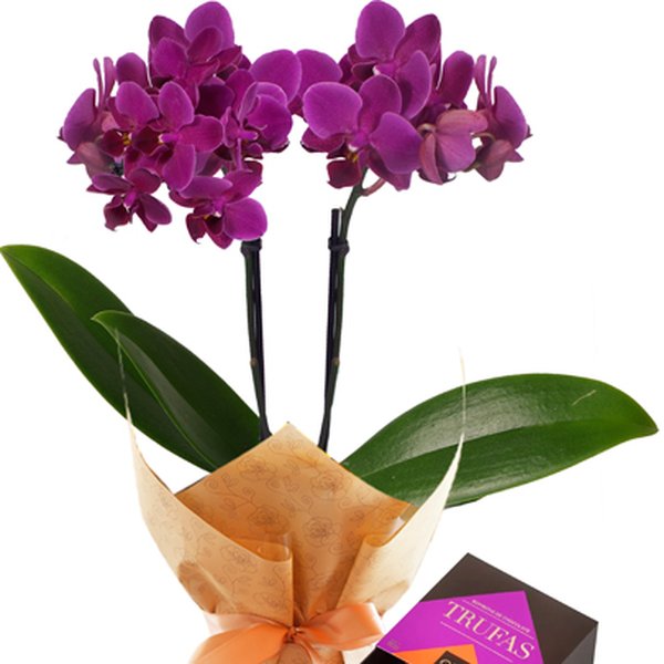 Mini Orquídea Rara lilás e Caixa Trufas Ofner 80g