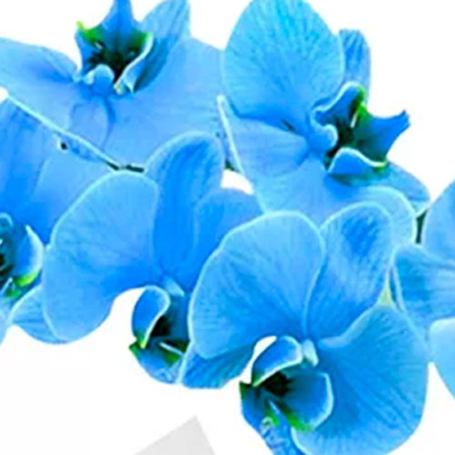 Orquídea Azul e Lindt Mini Pralinés Blue