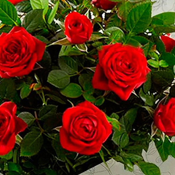 Mini Rosa Vermelha Plantada com Emoji Coraçãozinho