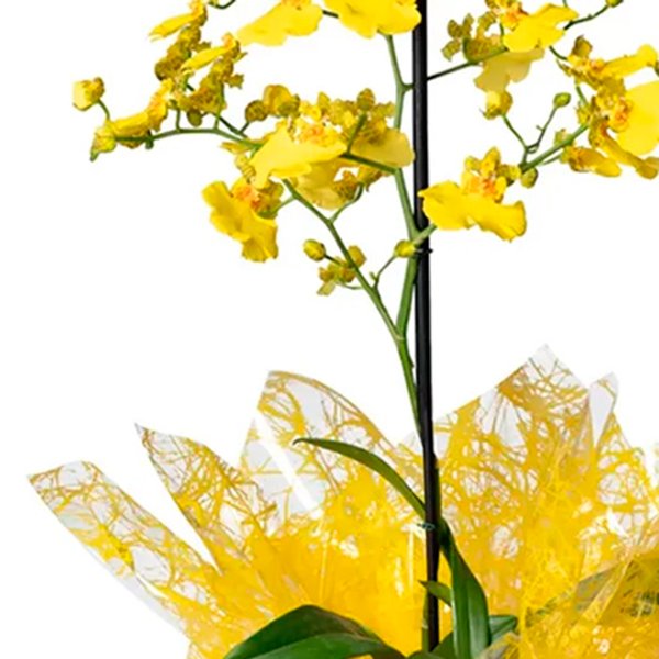 Mini Orquídea Chuva de Ouro e Alfajor Doce de Leite