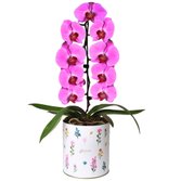Orquídea Plantada Pink no Vaso Flores