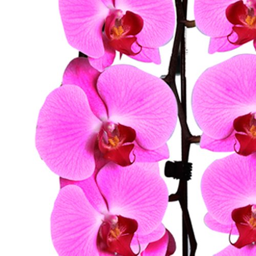 Orquídea Plantada Pink no Vaso Flores