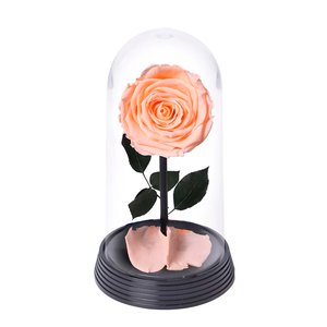 Imagem de A Bela Rosa Encantada Champanhe