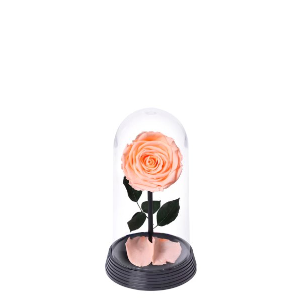 A Bela Rosa Encantada Champanhe