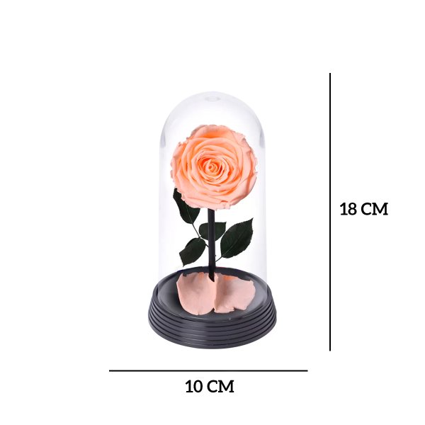 A Bela Rosa Encantada Champanhe