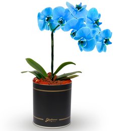 Imagem de Orquídea Azul no Box Flores