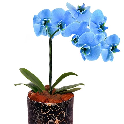 Orquídea Azul no Box Azulejo