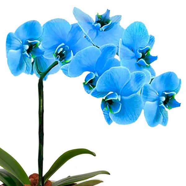 Orquídea Azul no Box Flores