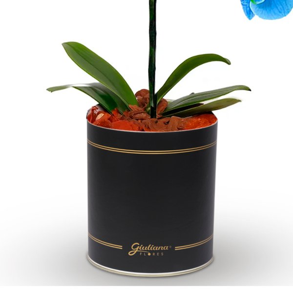 Orquídea Azul no Box Flores