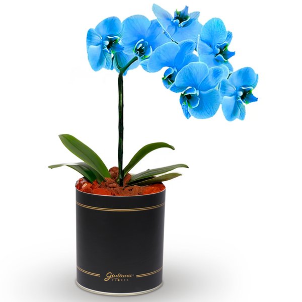 Orquídea Azul no Box Flores